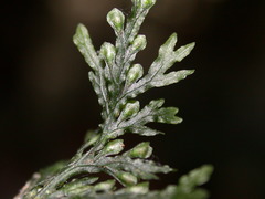 Crepidomanes latealatum