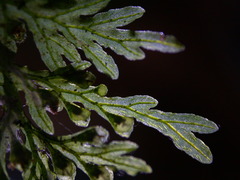 Crepidomanes latealatum