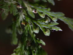 Crepidomanes latealatum