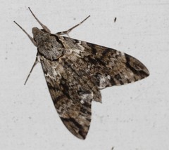 Psilogramma menephron