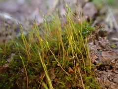 Ditrichum heteromallum