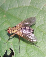 Dexiosoma caninum