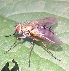Dexiosoma caninum