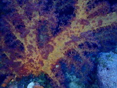 Dendronephthya hemprichi