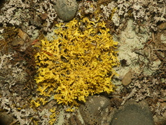 Vulpicida juniperinus