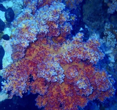 Dendronephthya hemprichi