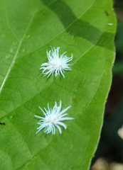 Cryptolaemus montrouzieri