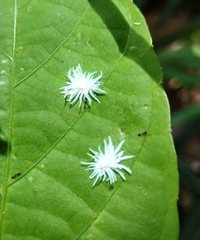 Cryptolaemus montrouzieri