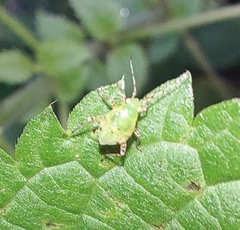 Liocoris tripustulatus