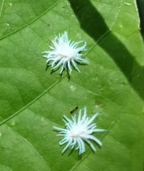 Cryptolaemus montrouzieri