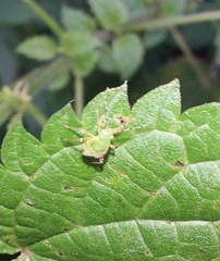 Liocoris tripustulatus