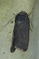 Proteuxoa asbolaea