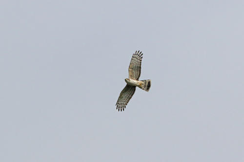 African Cuckoo-Hawk