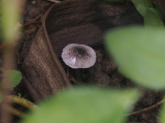 Lepiota fusciceps