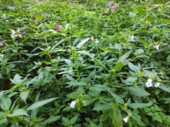 Impatiens glandulifera