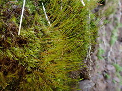 Ditrichum heteromallum