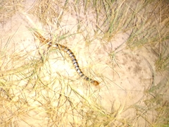 Scolopendra polymorpha