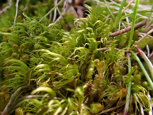 Starke's Fork-Moss (Arctoa starkei) · iNaturalist