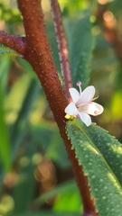 Myoporum bateae