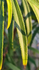 Myoporum bateae