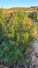 Myoporum bateae