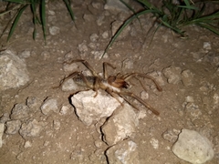 Eremobatinae