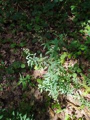 Galium intermedium