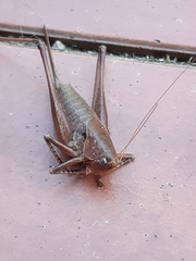 Thyreonotus corsicus