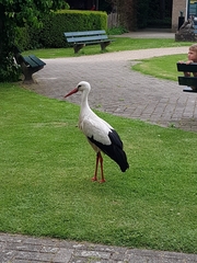Ciconia ciconia