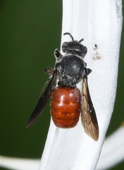 Euaspis polynesia