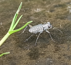 Cylindera venosa