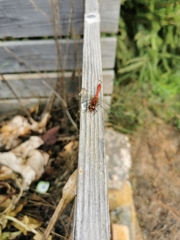 Sympetrum sanguineum