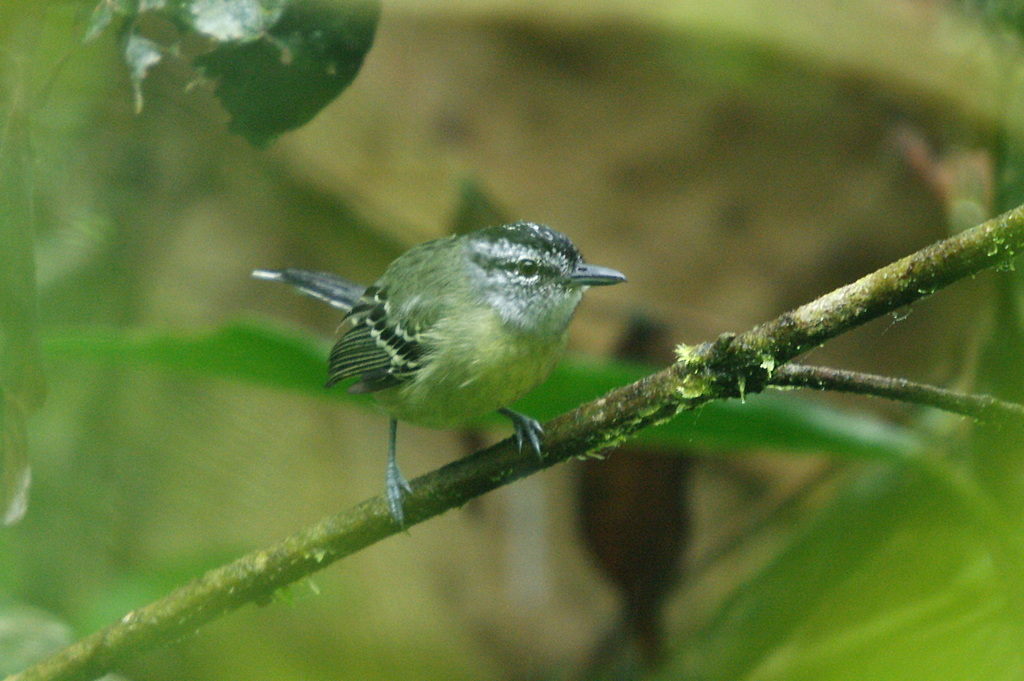 Yellow-breasted Antwren (Herpsilochmus axillaris) photo