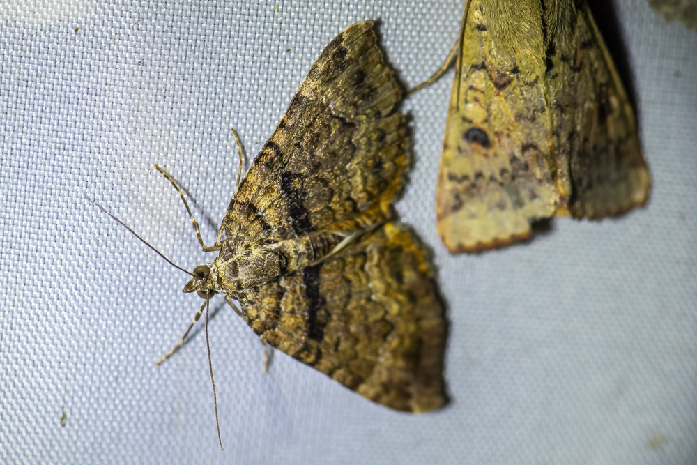 Chrysolarentia excentrata