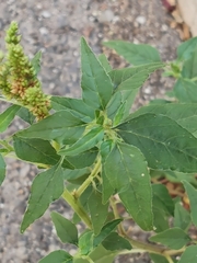 Amaranthus viridis