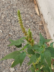 Amaranthus viridis