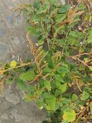 Amaranthus viridis