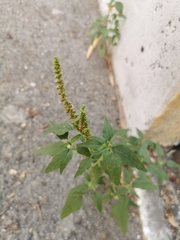 Amaranthus viridis