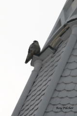 Falco peregrinus anatum