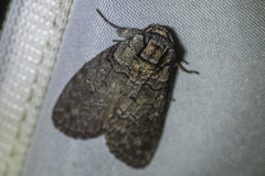 Discophlebia celaena