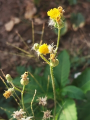 Sonchus