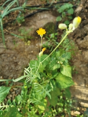 Sonchus tenerrimus