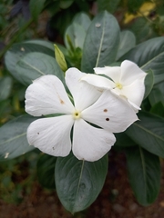 Catharanthus roseus
