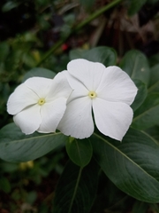 Catharanthus roseus