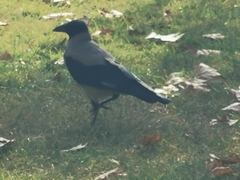 Corvus cornix