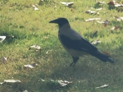 Corvus cornix