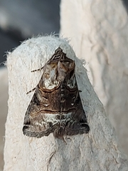 Abrostola tripartita