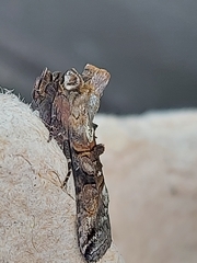 Abrostola tripartita