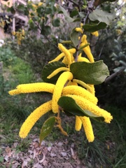 Acacia denticulosa