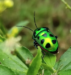 Chrysocoris